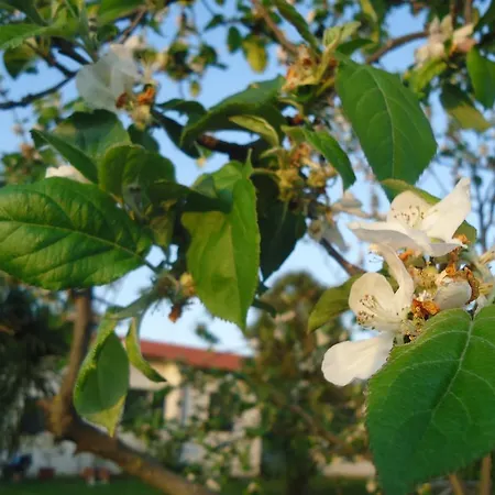 Iacovino