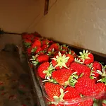 Iacovino Feriegård Sarzana