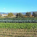 Iacovino