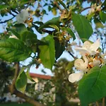 Iacovino