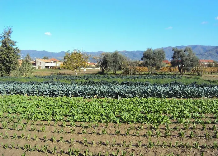 Iacovino