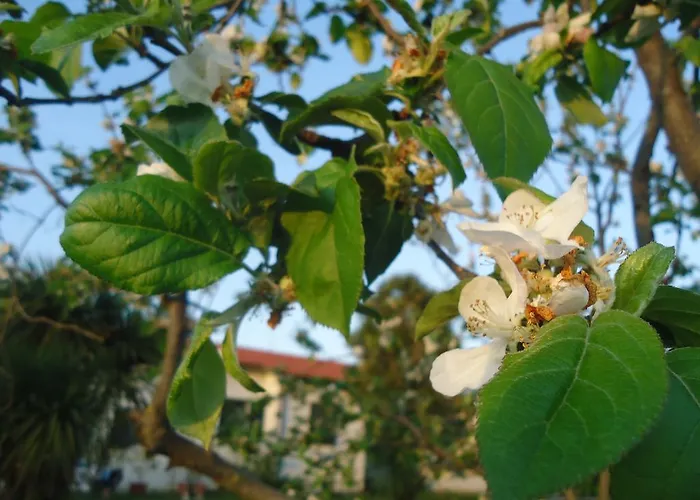 Iacovino